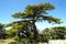 Cedars of Lebanon on the summit ridge of the Shouf Biosphere Reserve mountains, Lebanon