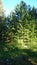 Cedars in a pine forest