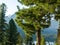 Cedars on the shore of a forest lake in the wild