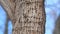 A ceder tree with wood pecker holes in the bark