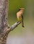 Ceder waxwing bird