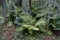 Cedrus atlantica `Glauca Pendula` against fern in August. Cedrus atlantica, the Atlas cedar, is a species of tree. Berlin, Germany