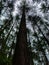 Cedrus deodara, the deodar cedar, Himalayan cedar, or deodar, is a species of cedar native to the Himalayas. Elevated low angle