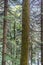Cedrus deodara, the deodar cedar, Himalayan cedar, or deodar, is a species of cedar native to the Himalayas. . Himachal Pradesh