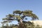 Cedrus Libani tree in Cedars of God forest, Arz, Bsharri, Lebanon