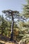 Cedrus Libani trees in Cedars of God forest, Arz, Bsharri, Lebanon