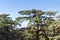 Cedrus Libani trees in Cedars of God forest, Arz, Bsharri, Lebanon