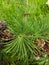 Cedrus tree leaves