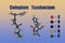 Cefepime and tazobactam, a combination medication containing antibiotic cefepime and tazobactam. 3d illustration