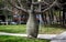 Ceiba insignis White Floss Silk Tree in Barcelona city park.