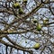 Ceiba insignis White Floss Silk Tree branches and fruits in Barcelona city park