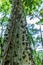Ceiba or kapok tree (Ceiba Pentandra), Guatemala