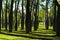 Ceiba speciosa forest in Valencia, Spain