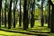 Ceiba speciosa forest in Valencia, Spain