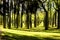 Ceiba speciosa forest in Valencia, Spain