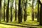 Ceiba speciosa forest in Valencia, Spain