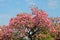 Ceiba Speciosa, Pink drunk steak flowered top tree in a sunny south america day