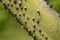 Ceiba speciosa, silk floss tree