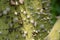 Ceiba speciosa, silk floss tree
