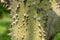 Ceiba speciosa, silk floss tree