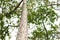 Ceiba Speciosa, or silk floss tree, a subtropical tree with bott