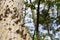 Ceiba Speciosa, or silk floss tree, a subtropical tree with bott