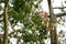 Ceiba Speciosa, or silk floss tree, a subtropical tree with bott