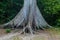 Ceiba tree in National Park Tikal, Guatema