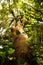 Ceiba, tropical tree,