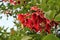 Ceibo cockspur coral tree flower