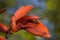 Ceibo flowers, Erythrina crista-galli.