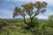 Ceibo tree with its red flowers towering over the green mountain