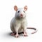 Cel Shaded 3d Rat Character On White Background