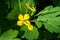 Celandine. Chelidonium family Poppy taxonomic name of the genus published by the Swedish taxonomist Karl Linney in the first