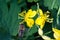 Celandine. Chelidonium family Poppy taxonomic name of the genus published by the Swedish taxonomist Karl Linney in the first