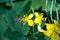 Celandine. Chelidonium family Poppy taxonomic name of the genus published by the Swedish taxonomist Karl Linney in the first