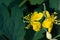 Celandine. Chelidonium family Poppy taxonomic name of the genus published by the Swedish taxonomist Karl Linney in the first