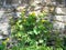 Celandine, Chelidonium majus, medicinal herb at old city wall