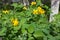 Celandine, Chelidonium, Yellow Flower, Natural Medical Herb