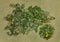 Celandine. Dry herbs. Herbal medicine, phytotherapy medicinal he