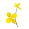 Celandine flowers. Vector illustration.