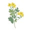 Celandine or nipplewort flowers isolated on white background. Botanical drawing of wild poisonous plant or toxic