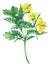 Celandine spring flowers Chelidonium majus .