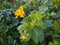 Celandine. Yellow Swan flower with drops of morning dew