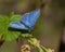 Celastrina argiolus