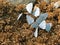 Celastrina argiolus - Holly Blue butterflies feeding on manure.