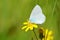 Celastrina argiolus, The holly blue butterfly on yellow flower