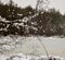 Celastrus overhanging the frozen pond surface on a winter day Jenningsville PA