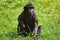 Celebes Crested Macaque