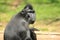 Celebes crested macaque